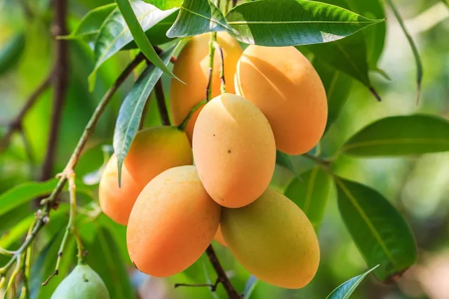 Keshar — mature plant reference