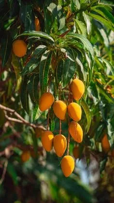 Keshar - mature plant reference image 3