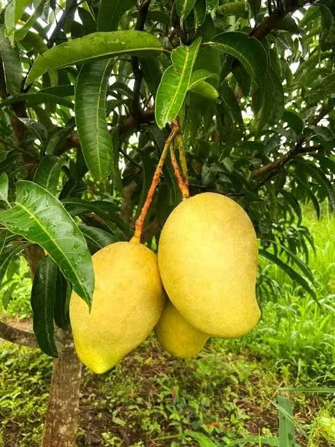 TJC or EJC — mature plant reference