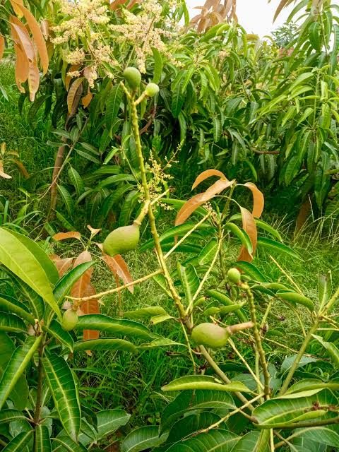 TJC or EJC - mature plant reference image 2