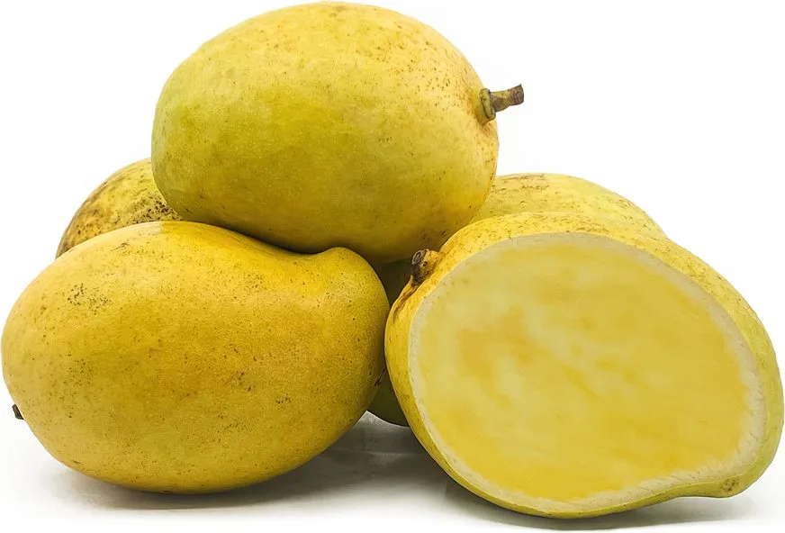 TJC or EJC - mature plant reference image 3