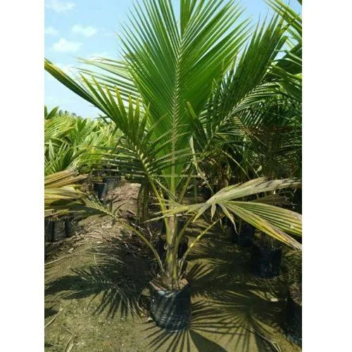 Malayan Green Dwarf Coconut - mature plant reference image 3