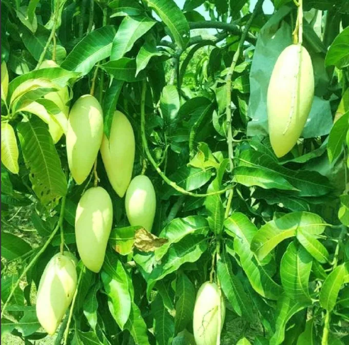 Three Taste - mature plant reference image 1