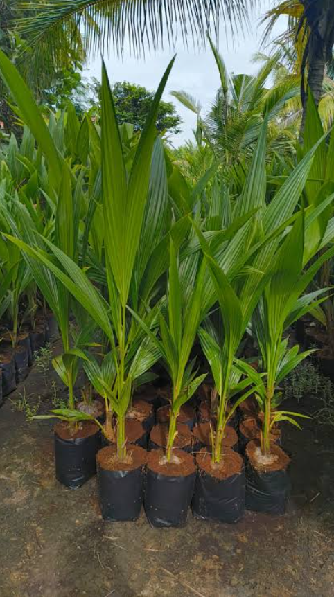 East Coast Tall Coconut