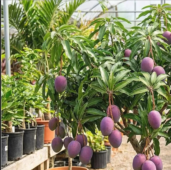 Miyazaki / Irwin - mature plant reference image 2
