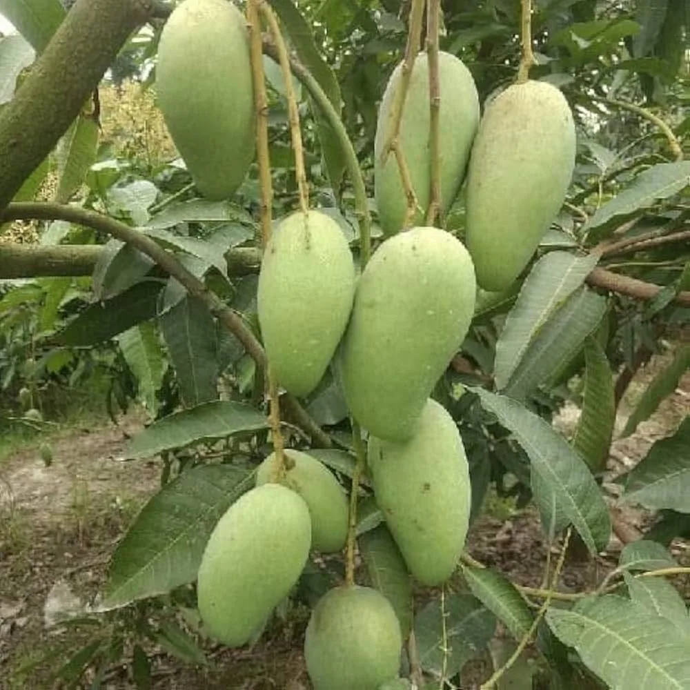 Kuijai / Jinhuang - mature plant reference image 1