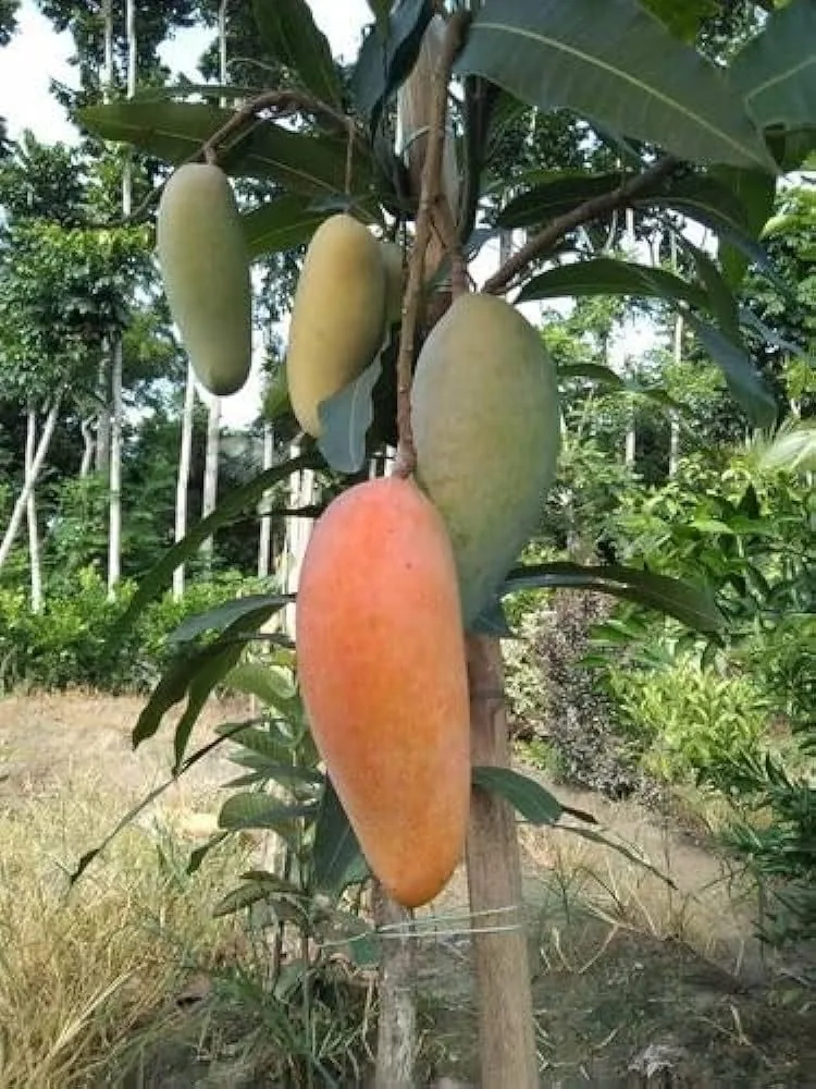 Kuijai / Jinhuang - mature plant reference image 2