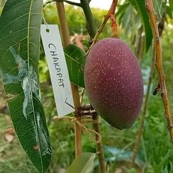 King of Chakapat - mature plant reference image 2