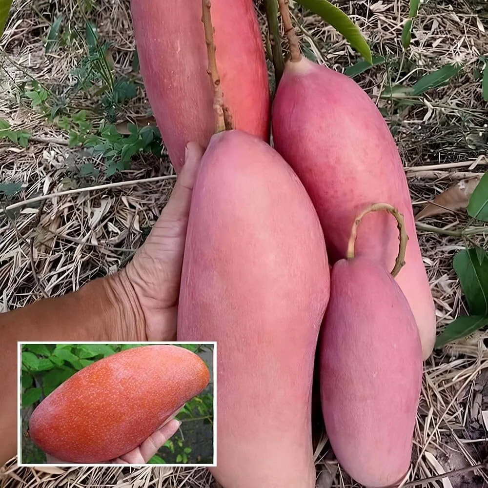 King of Chakapat - mature plant reference image 3