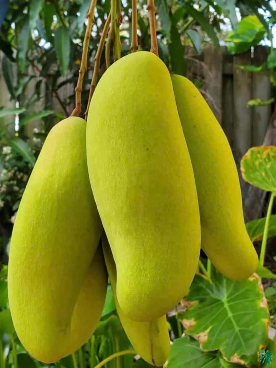 Banana / Mahaehuak