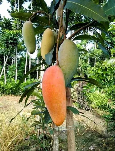 Banana / Mahaehuak - mature plant reference image 3