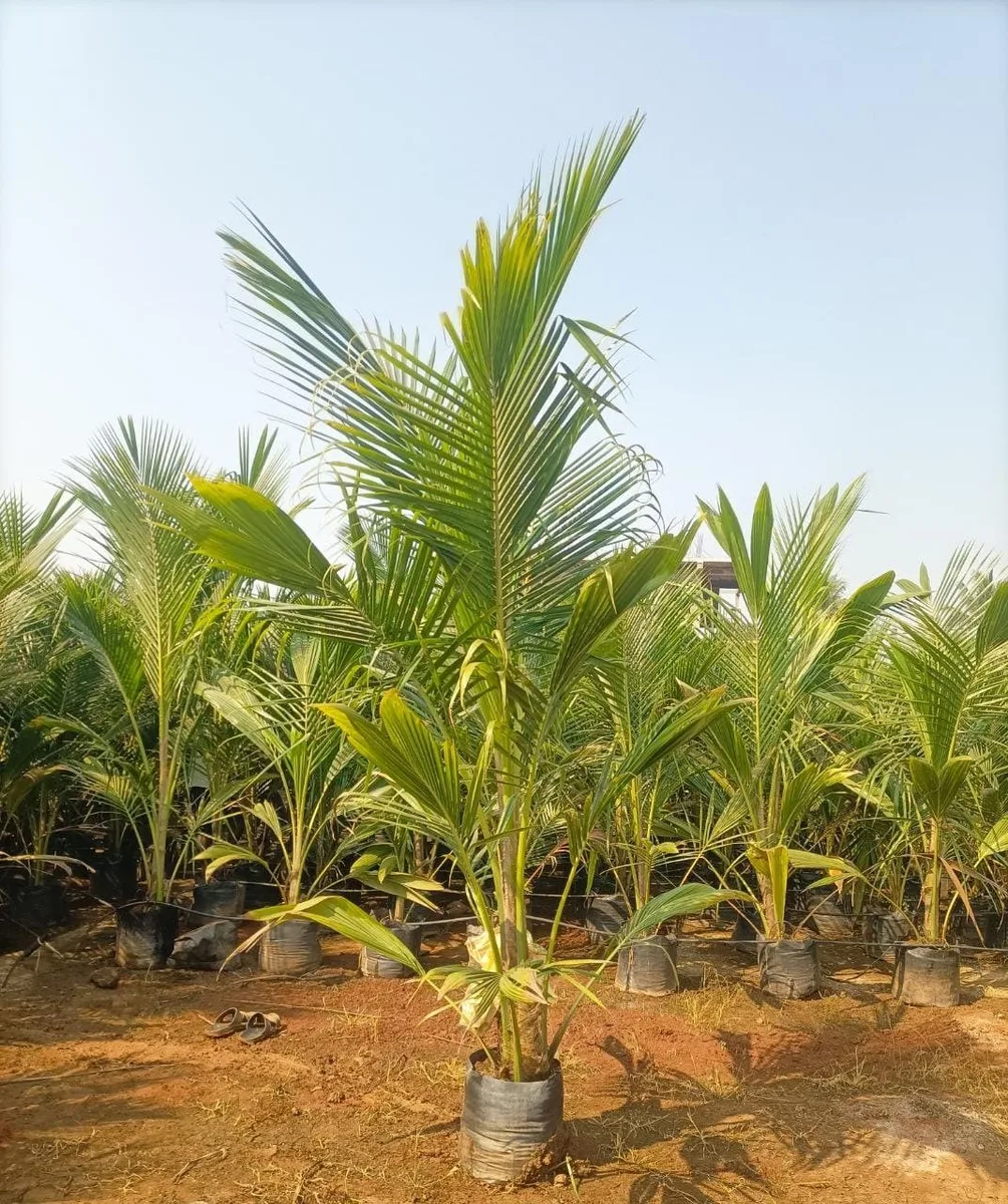 Ganga Bondam Coconut - mature plant reference image 1