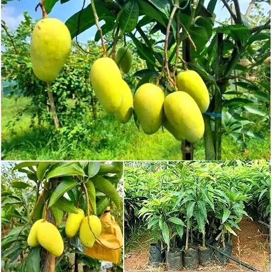 Katimon / Chokanon — mature plant reference