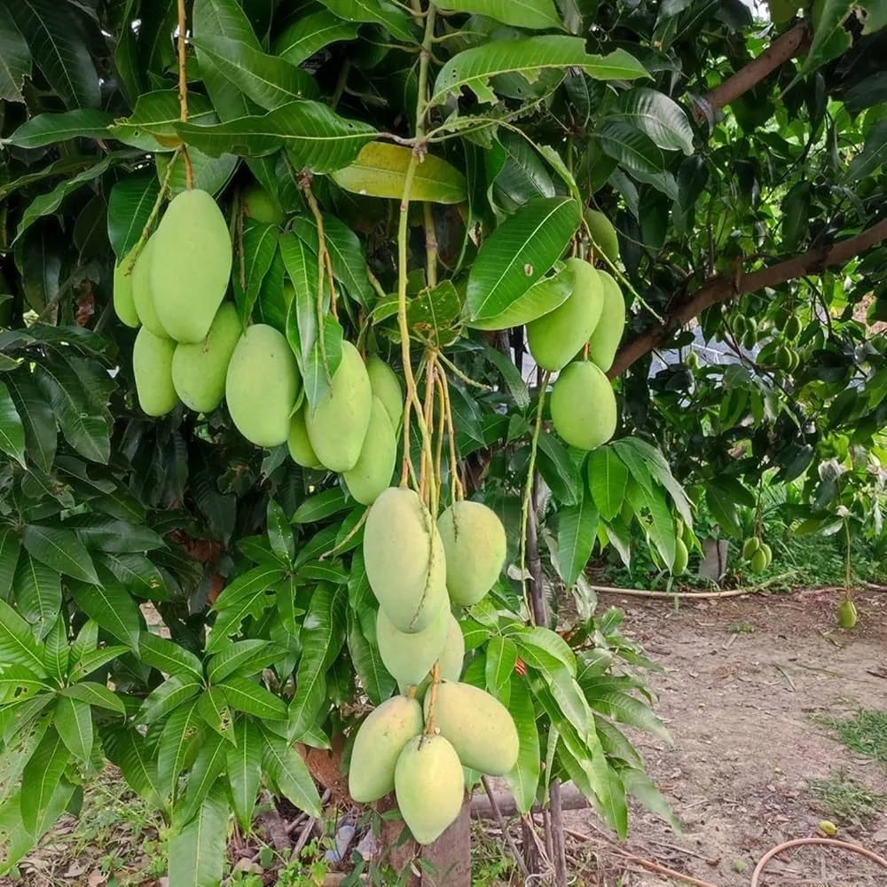 Katimon / Chokanon - mature plant reference image 2