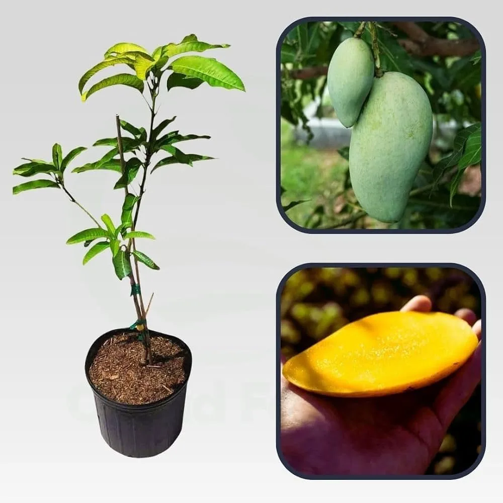 Katimon / Chokanon - mature plant reference image 3