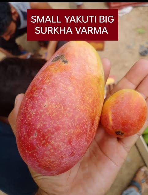 Surkha Bharma