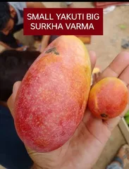 Surkha Bharma
