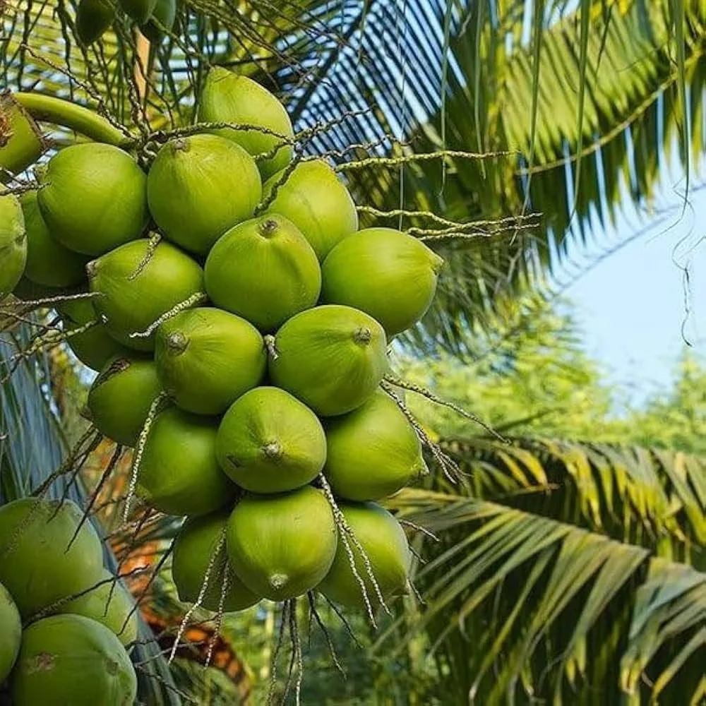 Ganga Bondam Coconut - mature plant reference image 2