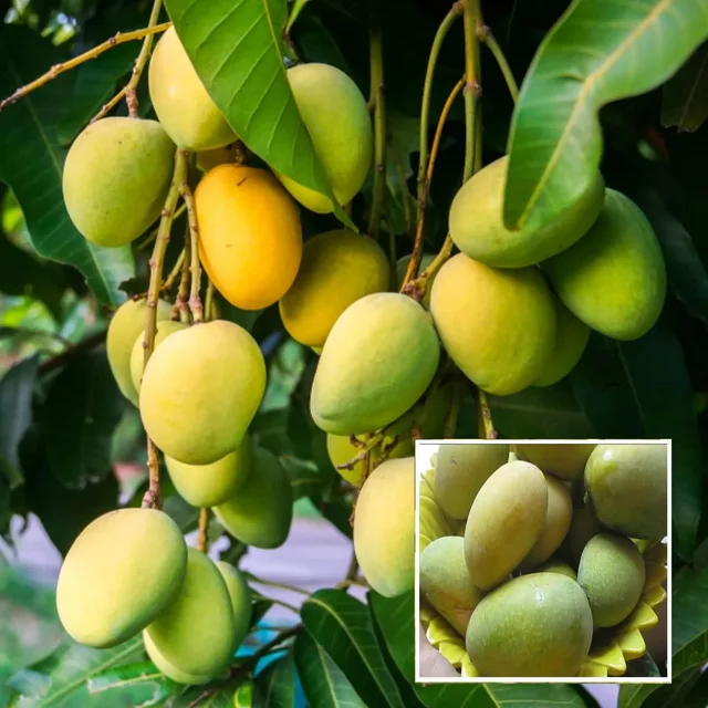 Jardalu — mature plant reference