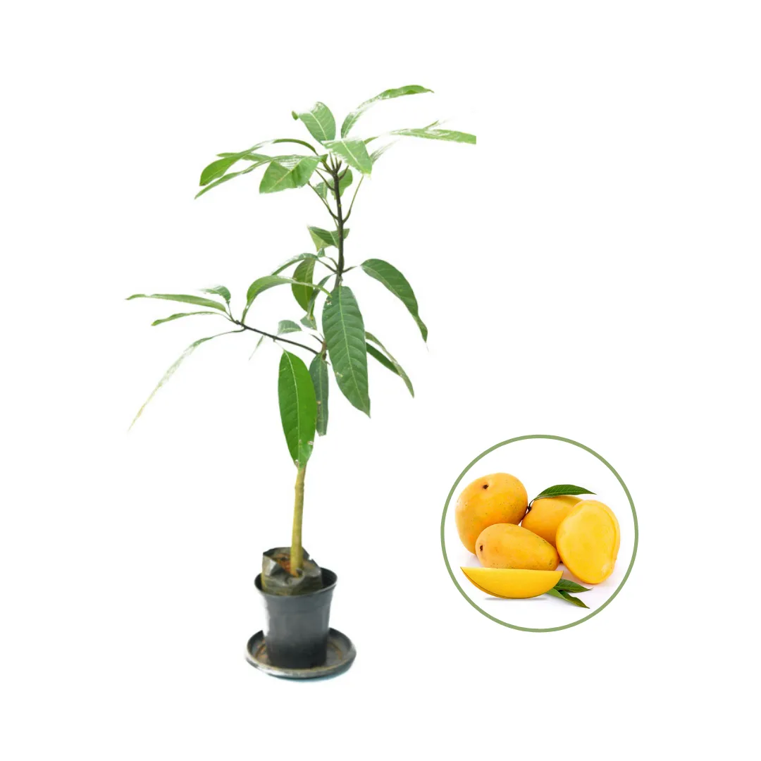 Jardalu - mature plant reference image 3