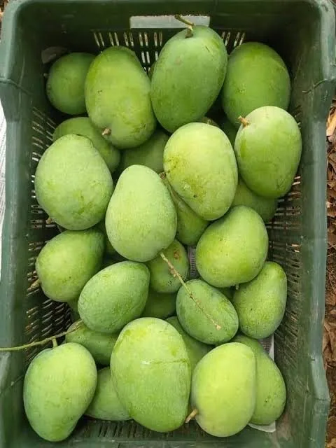 Amrapalli - mature plant reference image 1