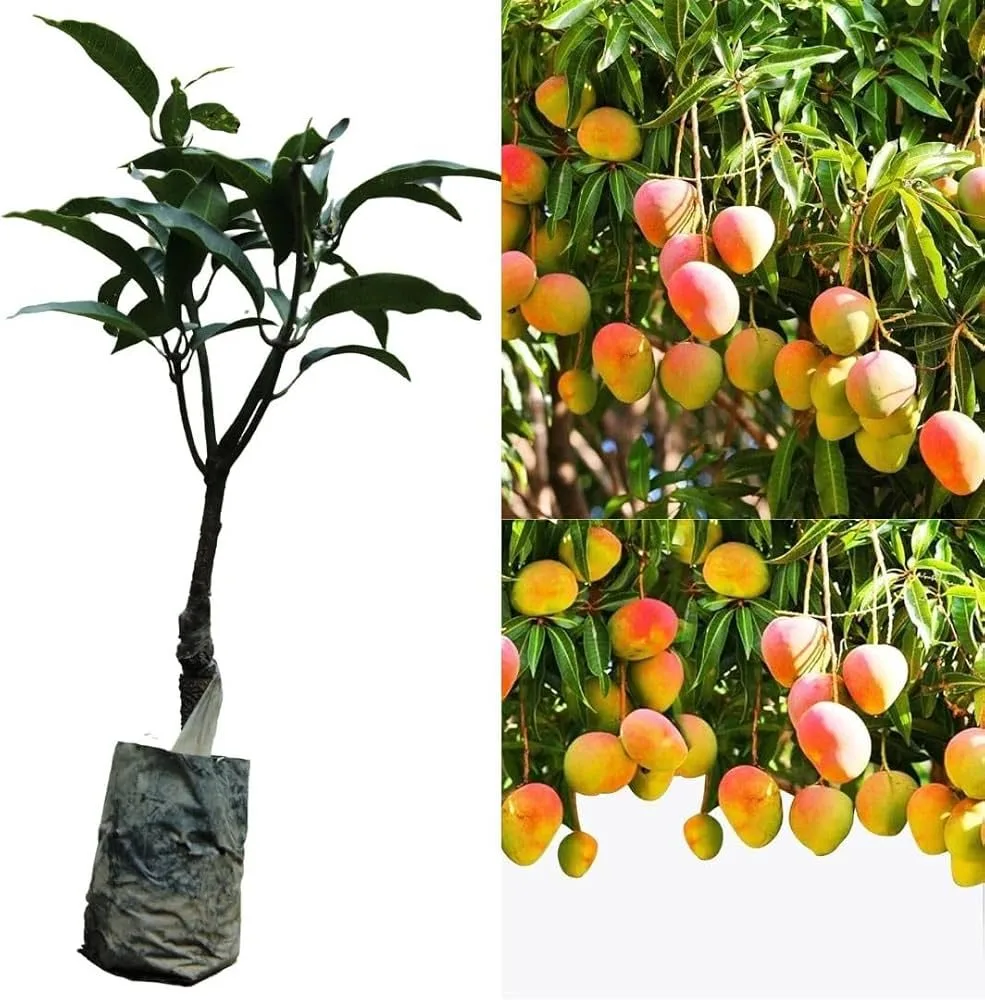 Himsagar - mature plant reference image 1