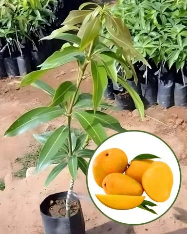 Himsagar - mature plant reference image 2
