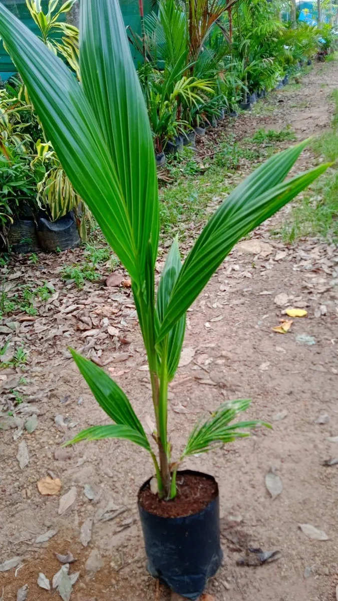 Ganga Bondam Coconut - mature plant reference image 3