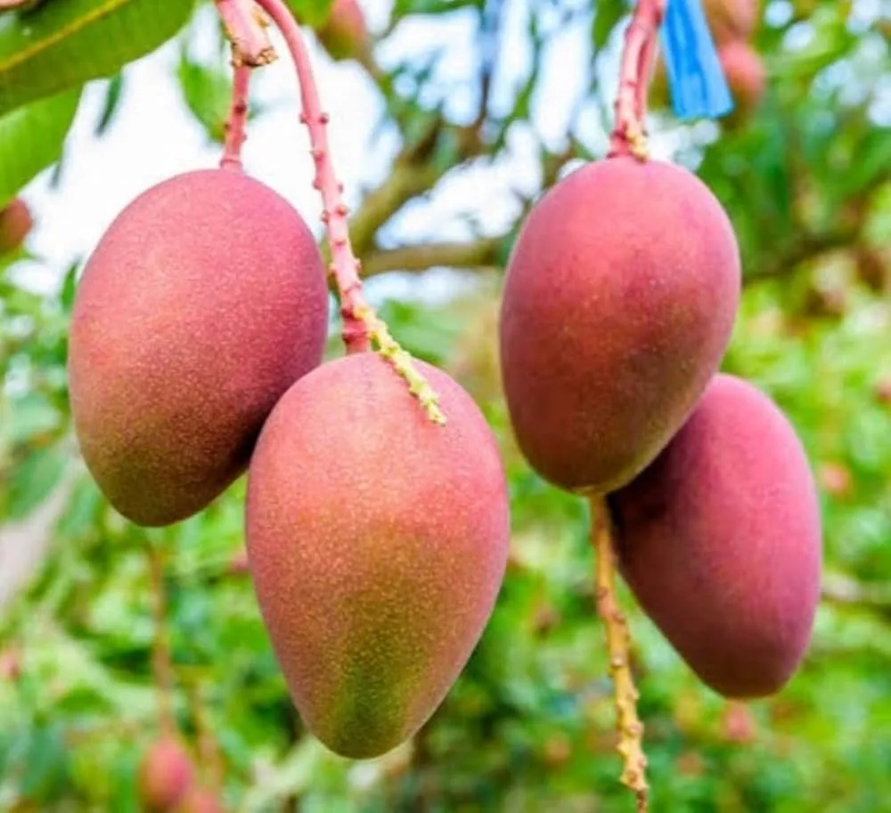 Arunima - mature plant reference image 2