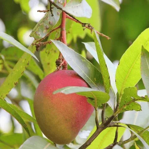 Arunima - mature plant reference image 3