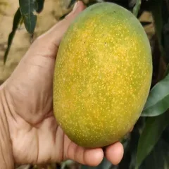 Surya
