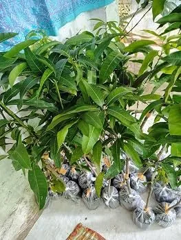 Surya - mature plant reference image 2