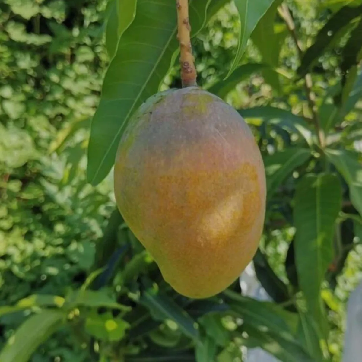 Surya - mature plant reference image 3