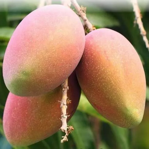 Deepsikha — mature plant reference