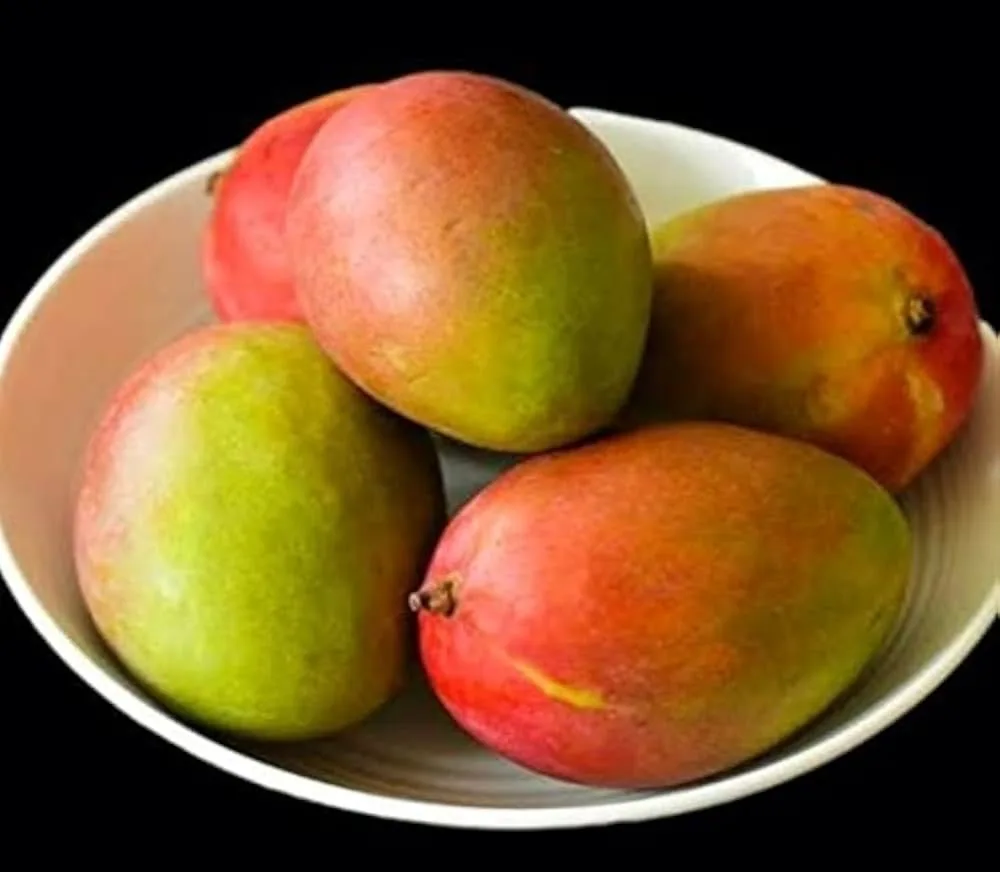 Deepsikha - mature plant reference image 2