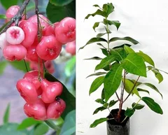Jamrul/Wax Apple