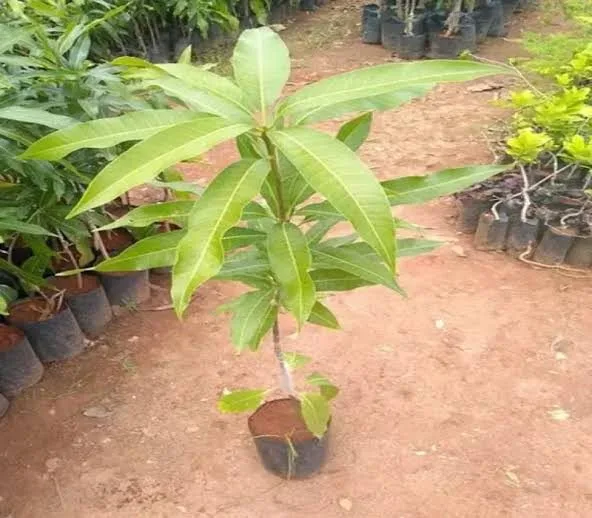 Manohari - mature plant reference image 3