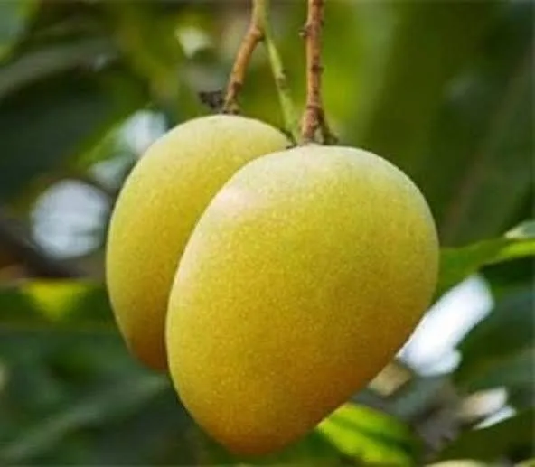 Pitamber — mature plant reference