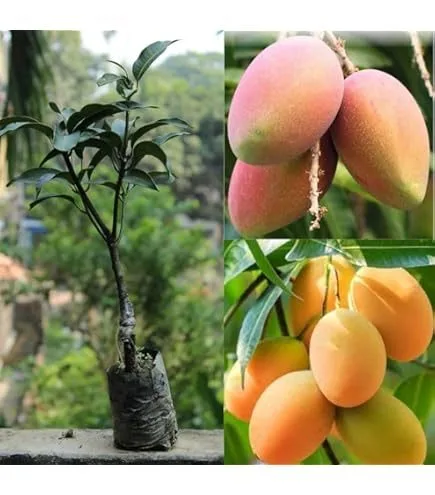 Pitamber - mature plant reference image 2
