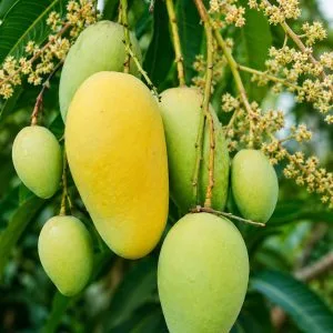 Pitamber - mature plant reference image 3