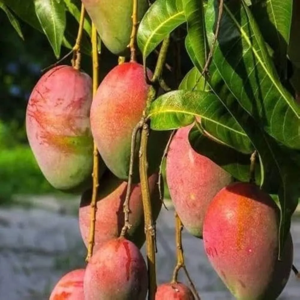 Prativa - mature plant reference image 2