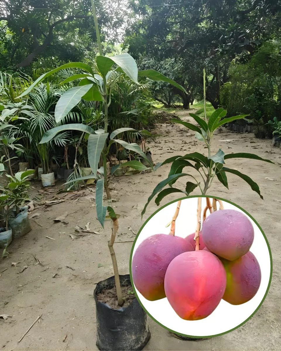 Prativa - mature plant reference image 3