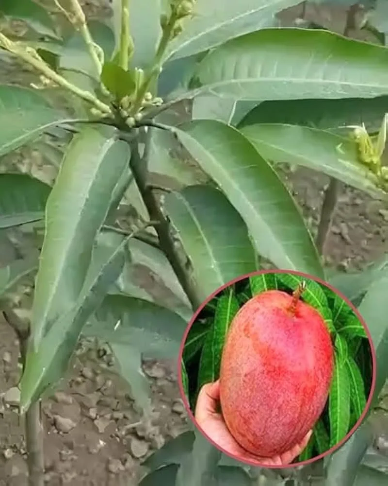 Shrestha - mature plant reference image 2
