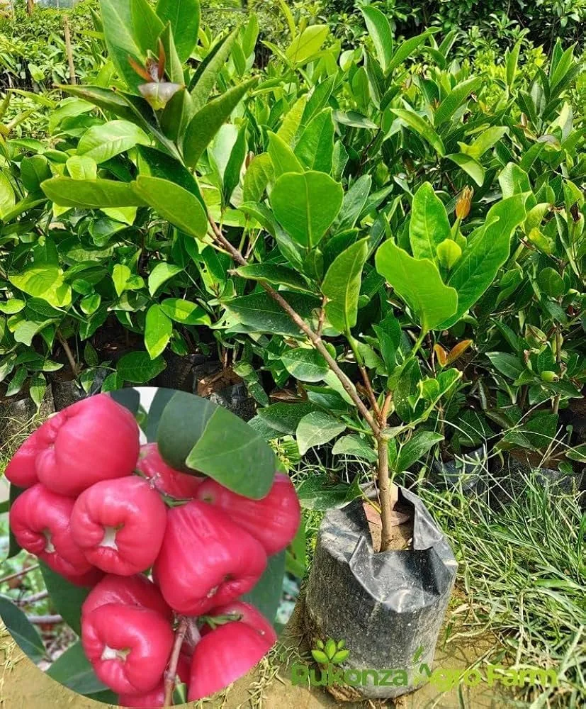 Alltime Red - mature plant reference image 2