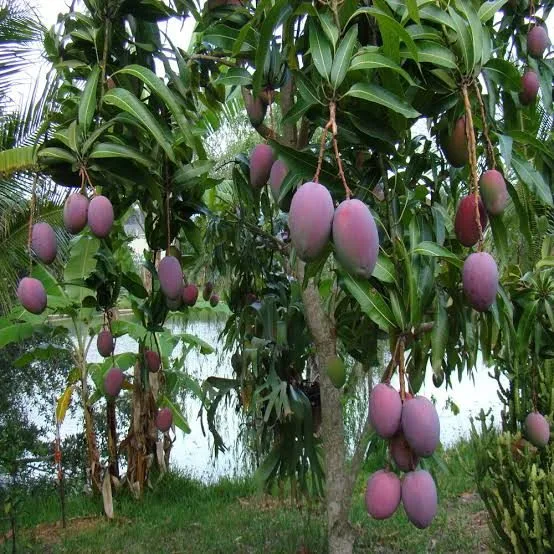Arunika — mature plant reference