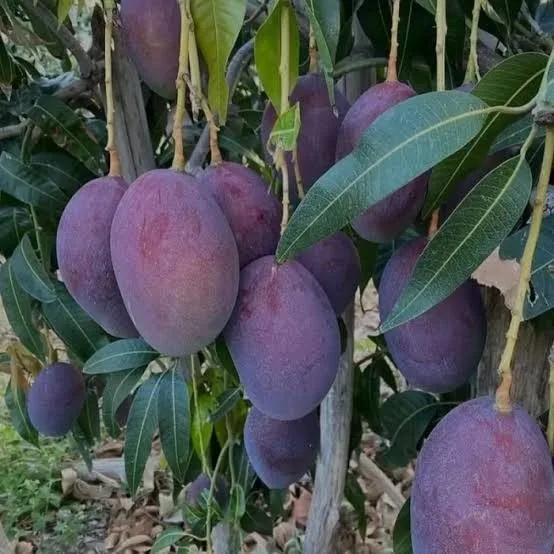 Arunika - mature plant reference image 2