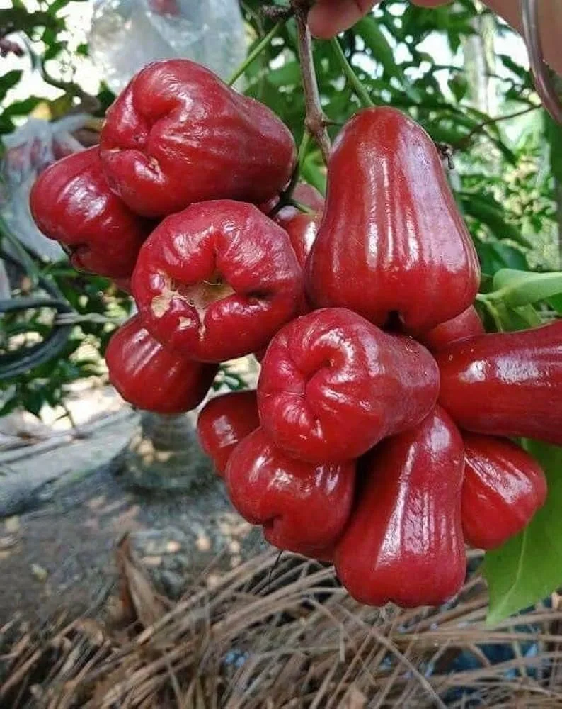 Alltime Red - mature plant reference image 3