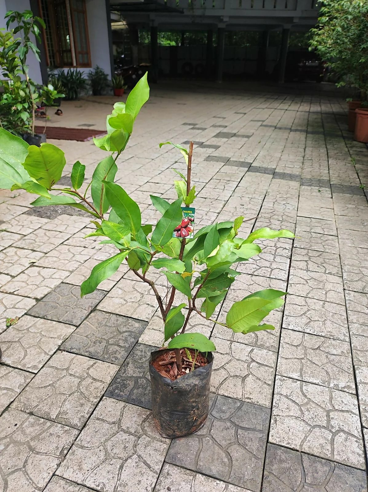 Dalhari