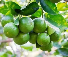 Lime/Lemon