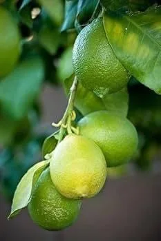 Kagji Pau Lime - mature plant reference image 2